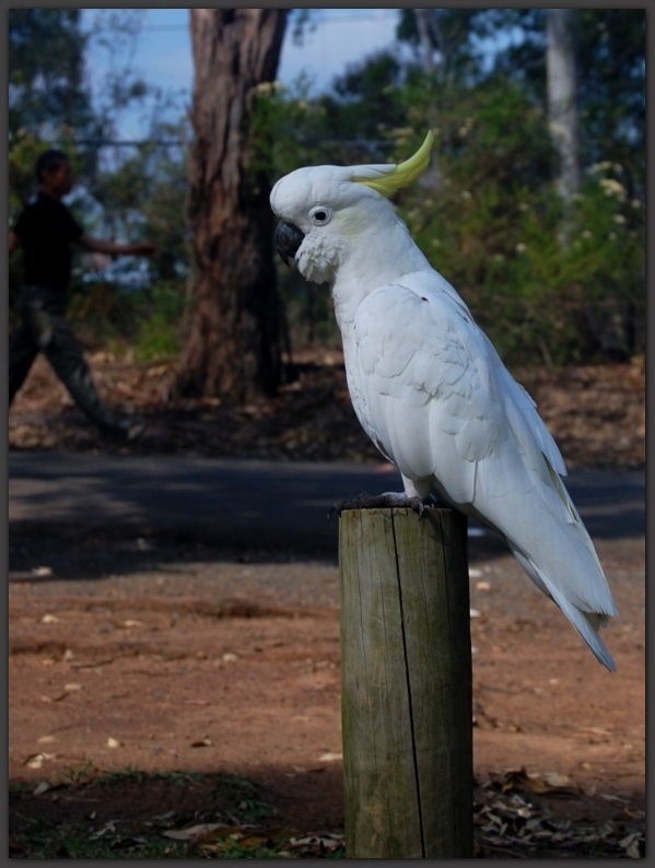 cockatoo 摄影 学tu