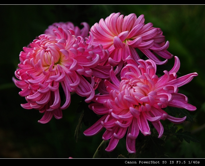 菊花 摄影 阳光的手