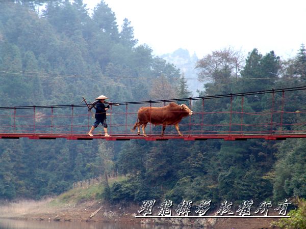 《农夫老牛过天桥》 摄影 江跃龙