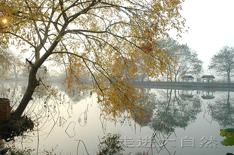 水乡4 摄影 走进大自然