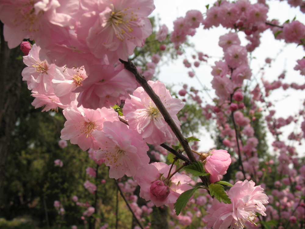 花 摄影 俞夏