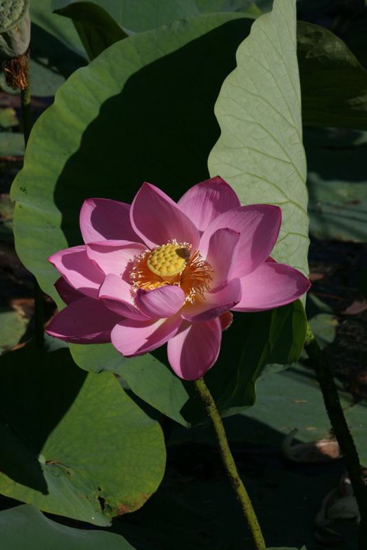 花荷 摄影 贾广顺