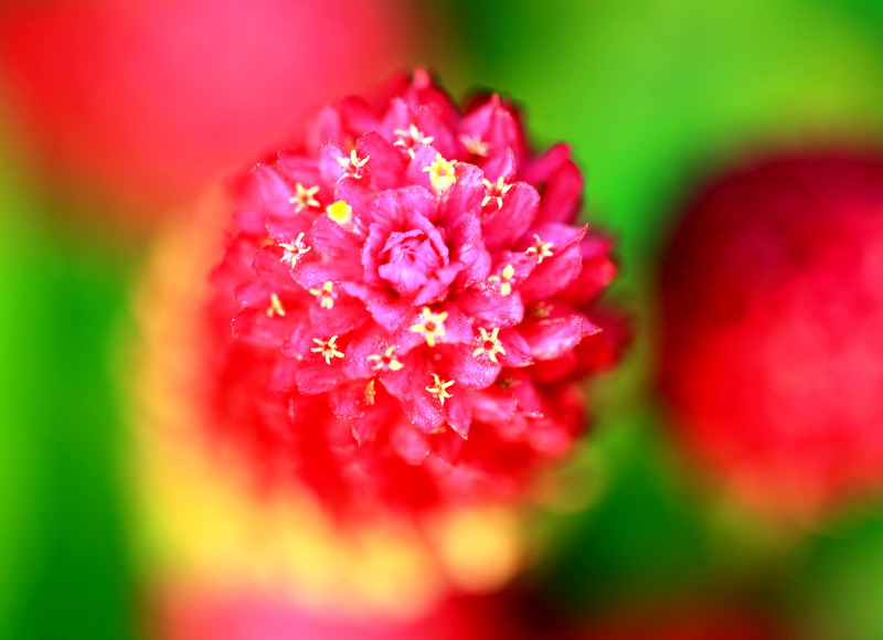 花 中 花 摄影 阳光和灿烂