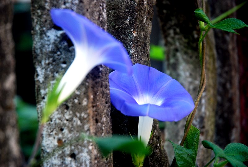 牵牛花 摄影 掌心画乌龟