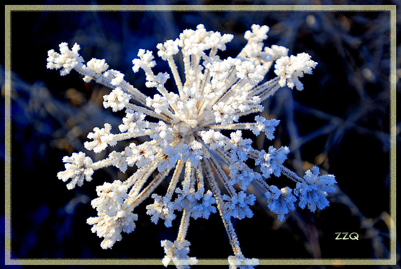 雪菊花 摄影 黄毛