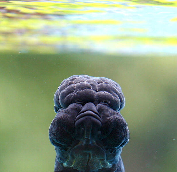 水下黑狮 摄影 南归二怪