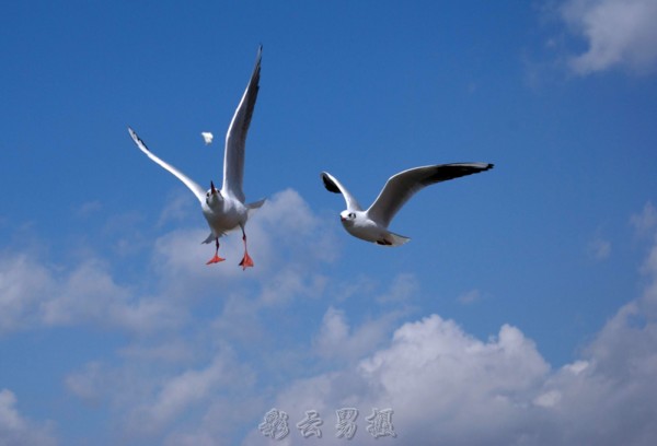 海鸥 摄影 彩云男