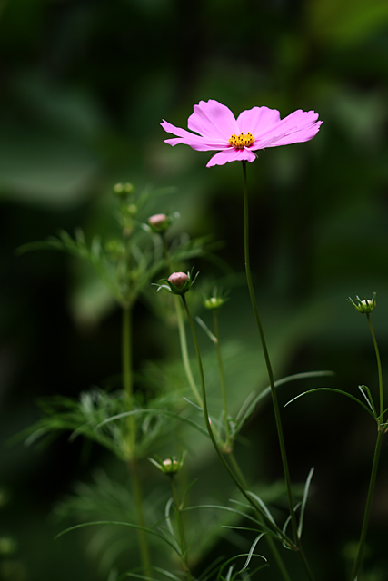 小花....... 摄影 qqchuan