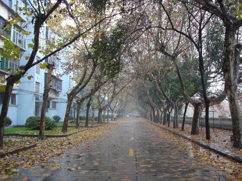 忽闻一夜秋雨寒 摄影 冷香茶