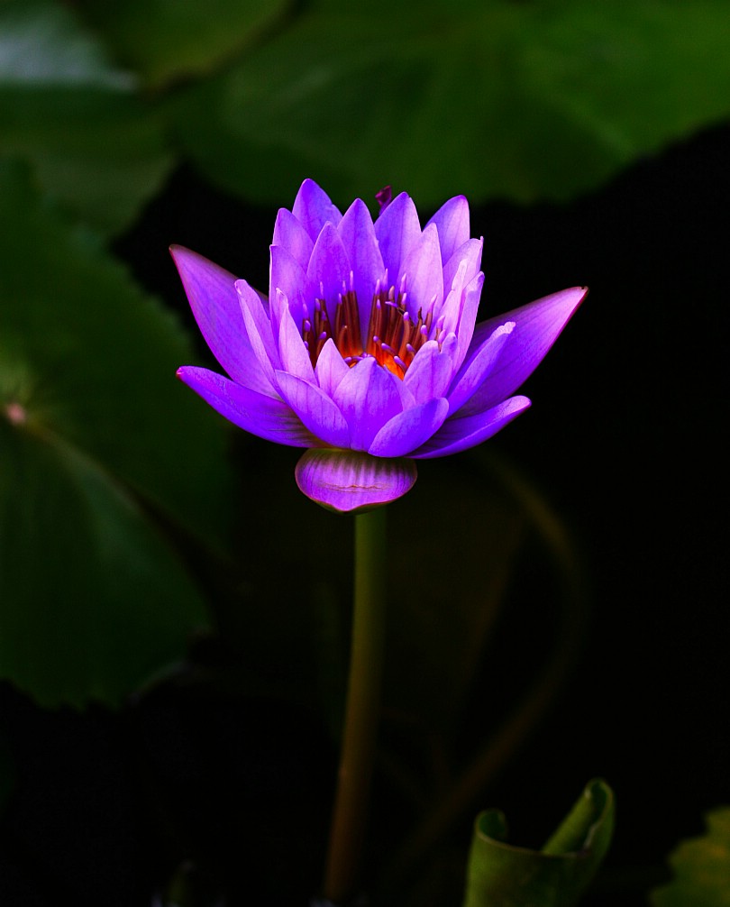 睡莲花(2) 摄影 海华欣