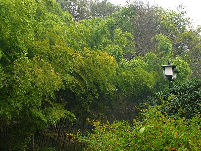 秋色竹林 摄影 神山员外