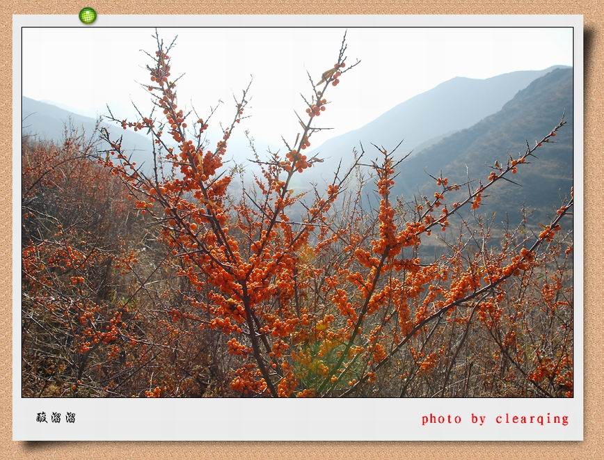 酸溜溜 摄影 clearqing