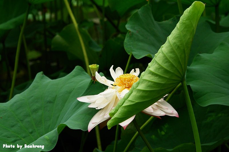 荷花 22 摄影 baehrong