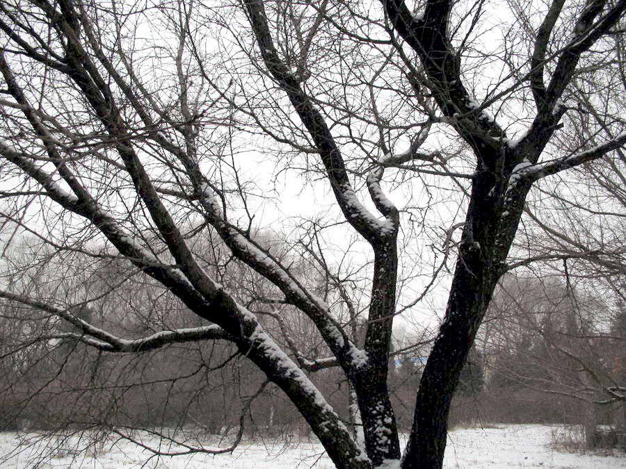 第一场雪 摄影 草籽