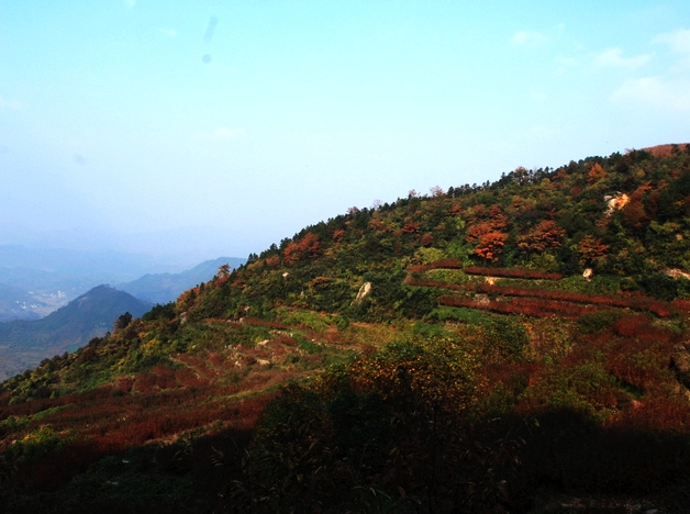 万山红遍 摄影 叶韵