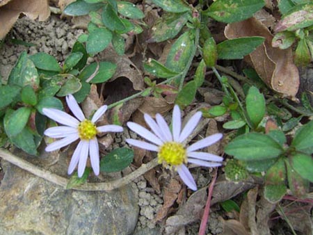 同根冬菊 摄影 风声