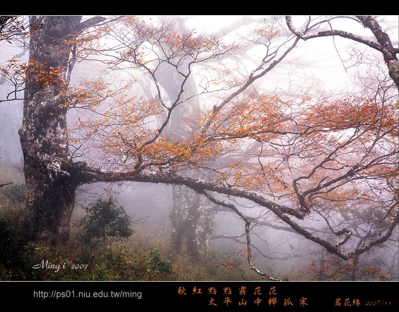 秋紅霧茫櫸孤寒 摄影 茗花緣