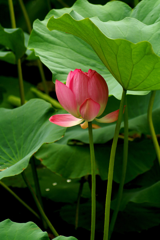 好花也要绿叶护 摄影 地主