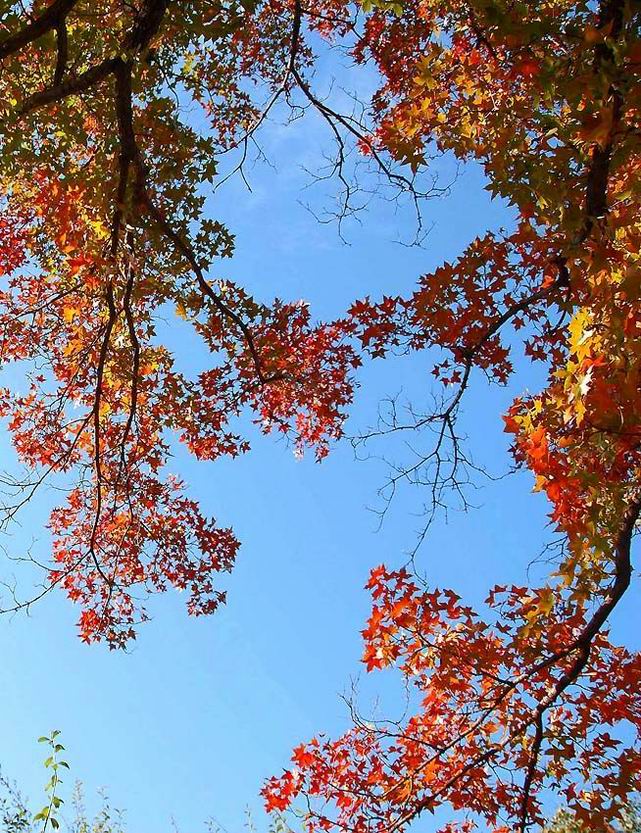 香山红叶 摄影 愚夫