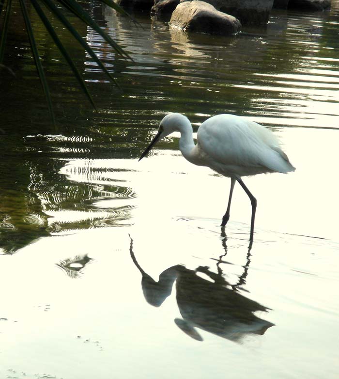 bird 摄影 庭院深深