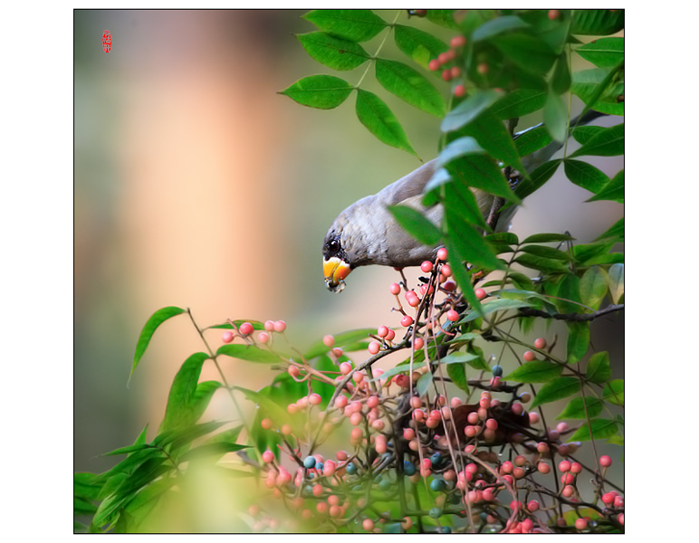 花鸟图 摄影 pigeon