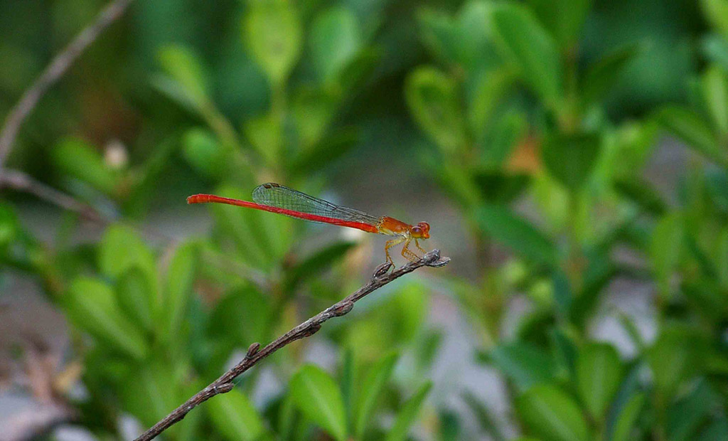 蜻蜓百态之七——火红年代 摄影 花言巧语