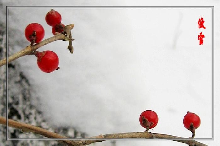 傲雪 摄影 白发渔樵