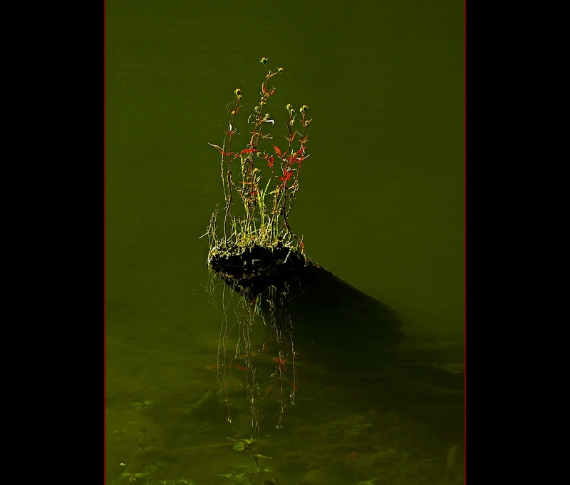 水中小景 摄影 门鼻儿