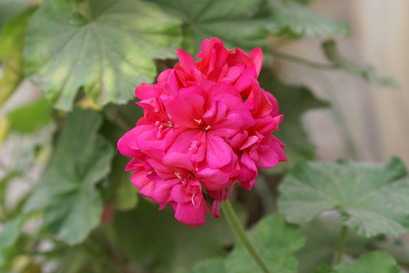 花 摄影 zcf518