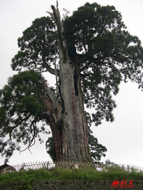 树龄1500年的柳杉 摄影 力伦