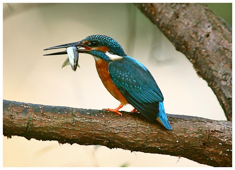 小翠 摄影 pigeon