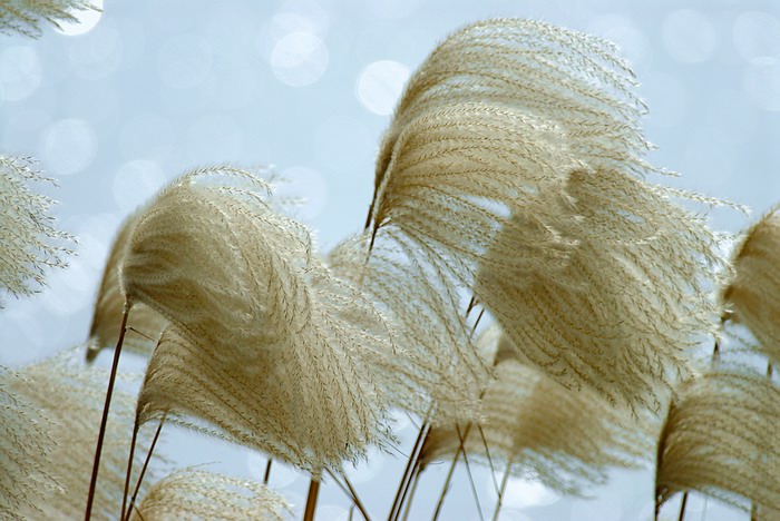 芦花 摄影 金陵老夏