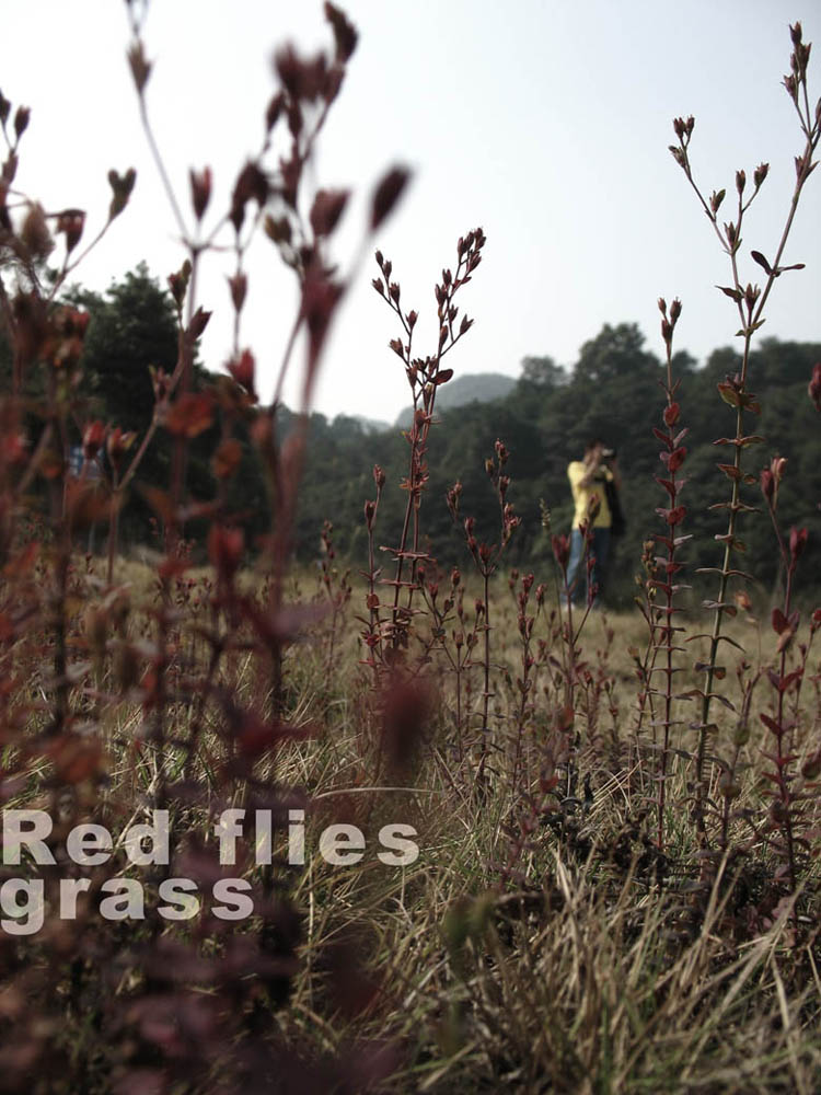 Red flies grass 摄影 绿扣