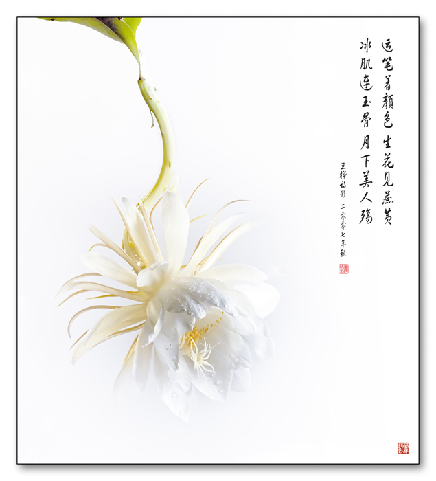 昙花一现 摄影 huazhu