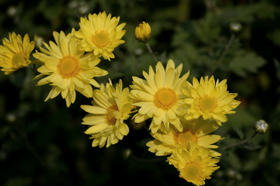 小小野菊花 摄影 photo_lvoer