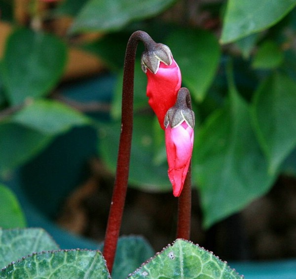 花 摄影 海华欣