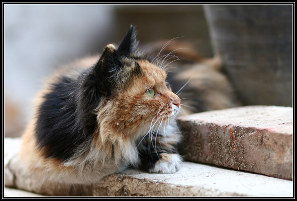 流浪猫 摄影 潜水鱼