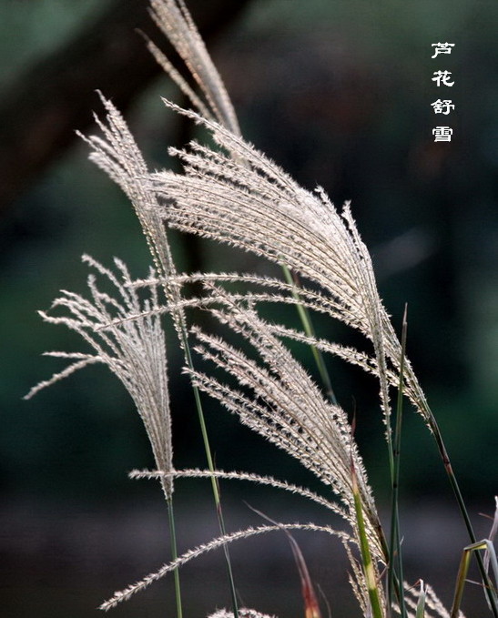 芦花舒雪 摄影 下天