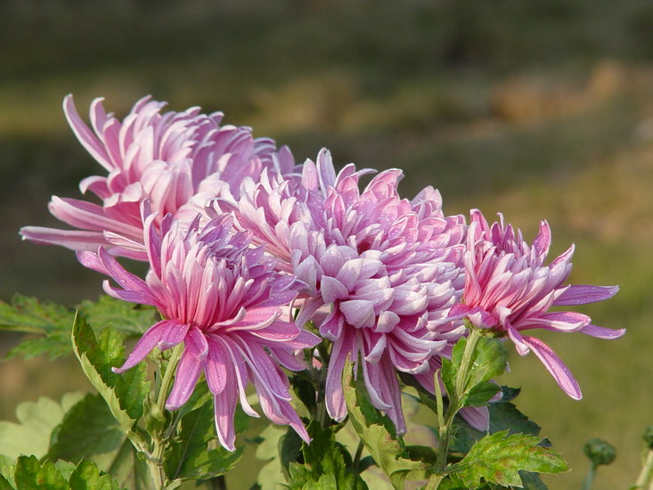 [原创]菊 摄影 中原风色友