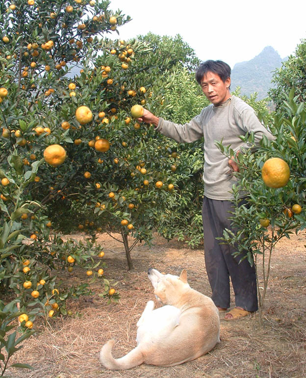 白沙蔡村的蜜柑 摄影 莫惠中