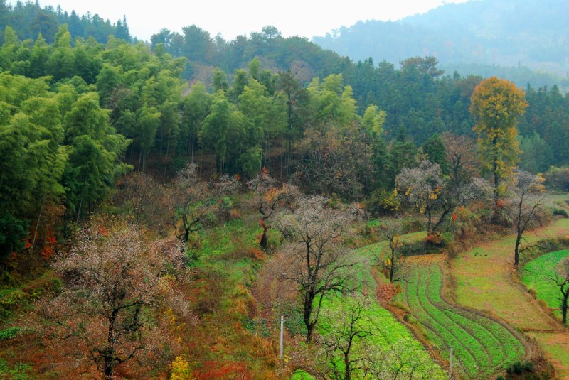 田园 摄影 zhenshan