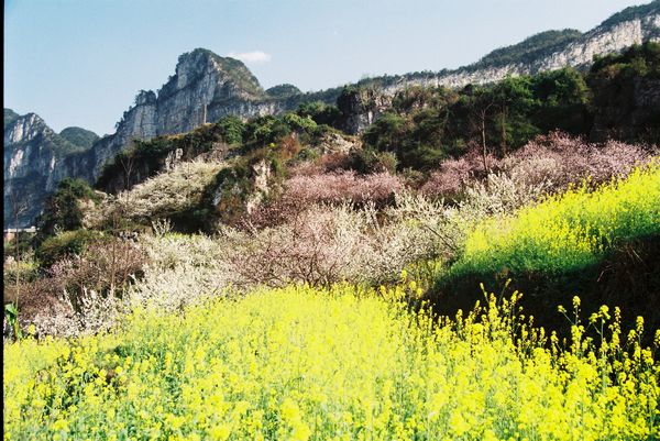 山花烂漫 摄影 天方地圆