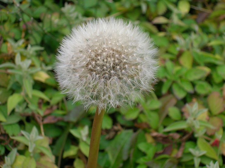 蒲公英 摄影 西蜀浩月