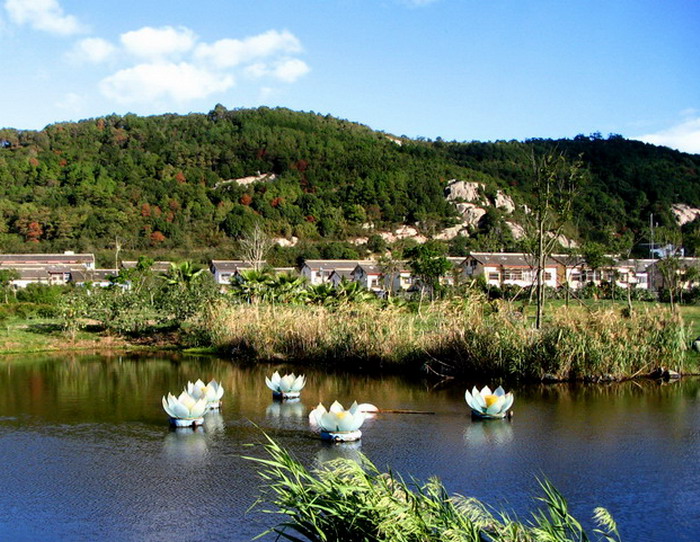 莲花池 摄影 大云山