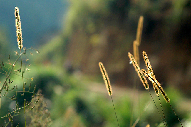 野草 摄影 kingsunphoto