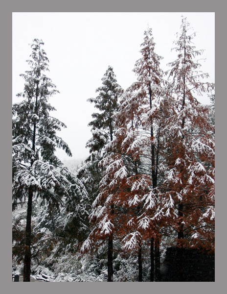 光雾山初雪 摄影 重庆龙哥