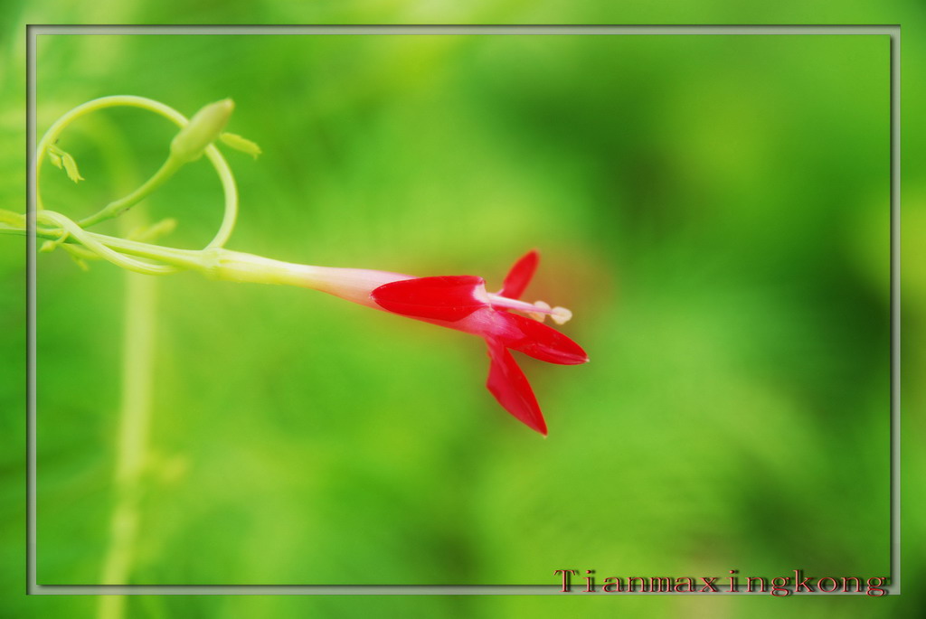 牵牛花 摄影 田野的风