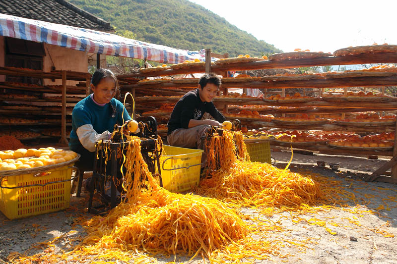 柿香飘飘 摄影 青履轻歌