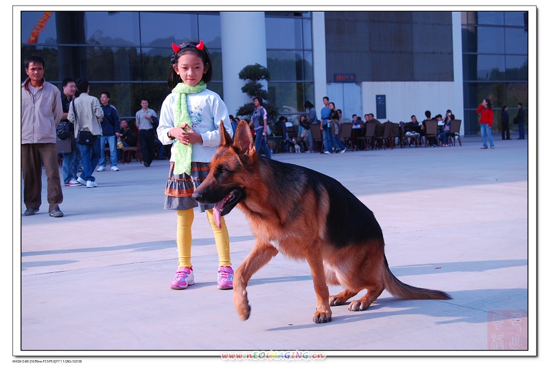 名犬 摄影 色出风格