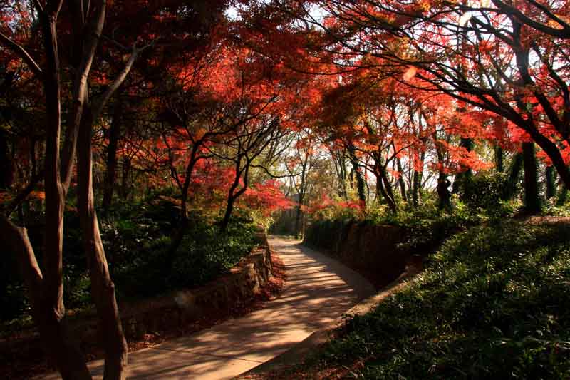 红枫廊 摄影 勤学